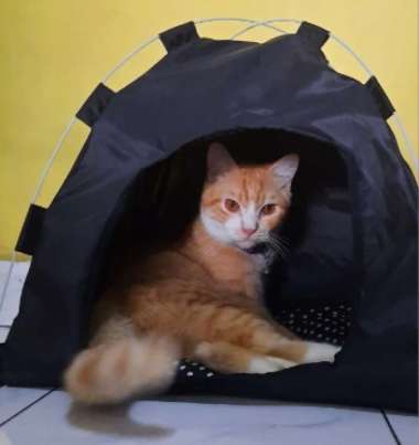 Tenda Kucing Rumah Kucing Murah Tempat Tidur Hewan Rumahan Kucing Tenda Buat Kucing Lipat Playground