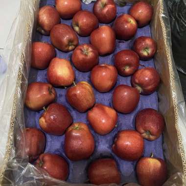 Buah Apel merah red delicious 1 dus 18kg