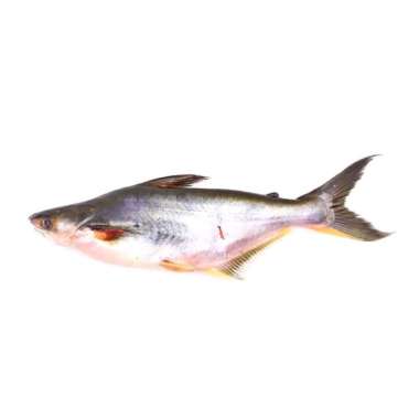 ikan patin 1kg