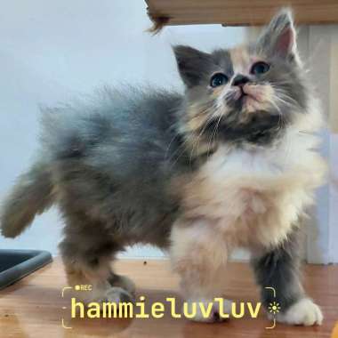anak kucing persia medium flat peaknose himalaya tabby sealpoint calico 3bln 1