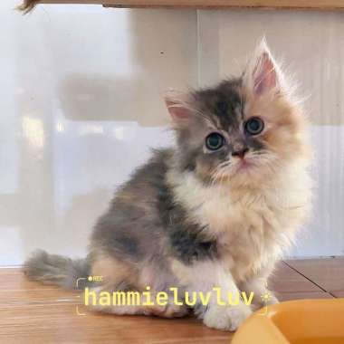 anak kucing persia medium flat peaknose himalaya tabby sealpoint calico 3bln 2