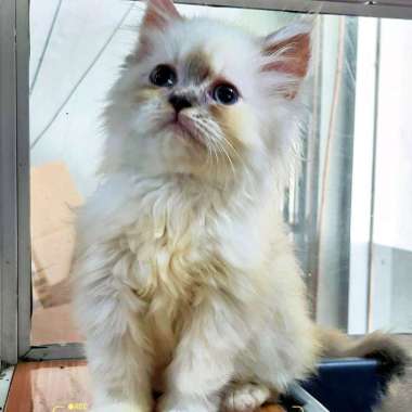 anak kucing persia medium flat peaknose himalaya tabby sealpoint himalaya 3bln betina2