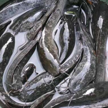 Ikan lele segar 1 kg