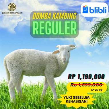Domba Kambing Reguler, 17-22 kg - Qurban Bermanfaat / Kurban