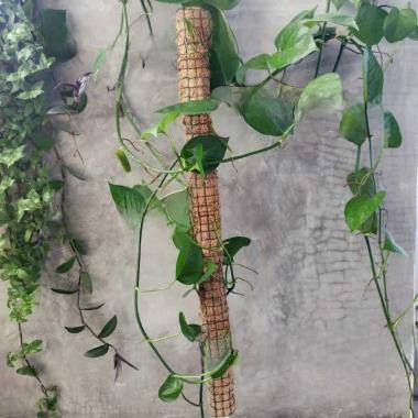 rambatan tanaman | turus penyangga tanaman rambat panjang 30cm -