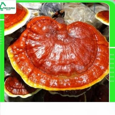 JAMUR LINGZHI KERING 50 gr - Ganoderma Lucidum - MURNI
