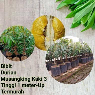 Bibit Tanaman Buah Durian Musangking Kaki 3 Tinggi 1m-up