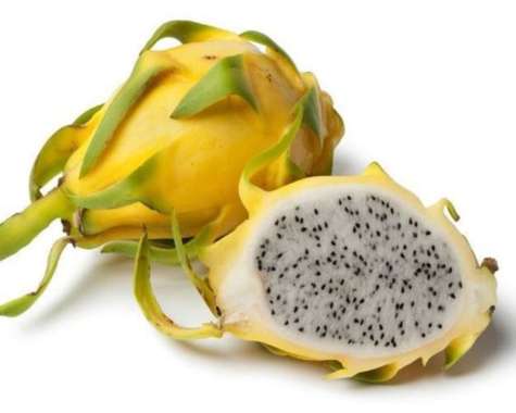 DRAGON FRUIT YELLOW**