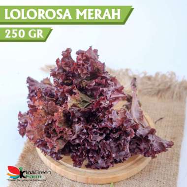 Sayur Selada Keriting Merah Lolorosa Organik Inagreen 250 Gram Bandung