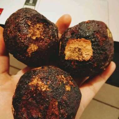 3 PCS GETAH GAMBIR MAHA BUNGA DARI MEDAN