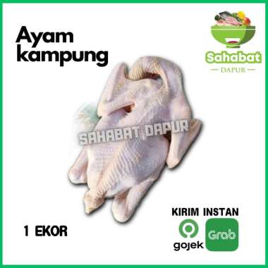 Ayam Kampung 1 Ekor - Sahabatdapur 1 Ekor