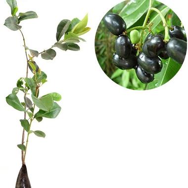 BIBIT BUAH JAMBLANG HITAM JUWET HITAM DUWET HITAM