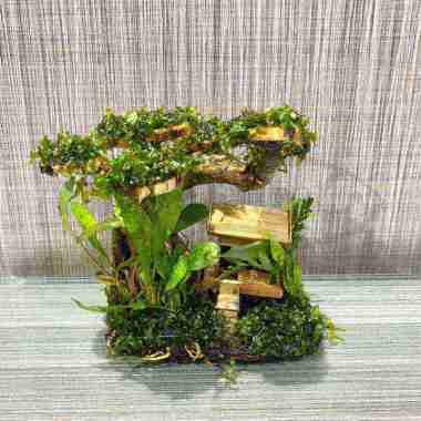 TANAMAN AQUASCAPE MOSS BONSAI VILLA HIASAN AQUARIUM AQUASCAPE
