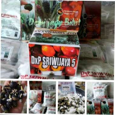 benih kecambah kelapa sawit DXP SRIWIJAYA 5