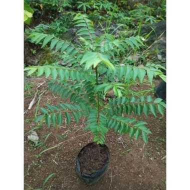 Tanaman Rempah Daun Kari / Salam Koja