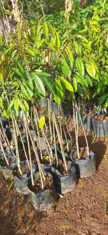 Bibit Durian Bawor Kaki 3 Tunas Bibit