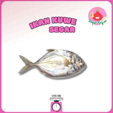 Ikan Kuwe Segar 1Kg / Ikan Segar 500gr - Bawangbagus 500gr