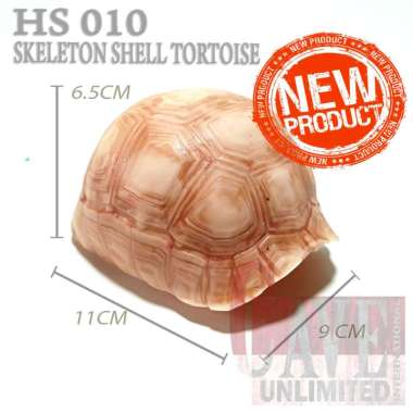 HS003 HIDING SKULL TENGKORAK TORTOISE KERANGKA KEPALA TORTO KURA KURA DARAT HIDDING CAVE TEMPAT SEMB
