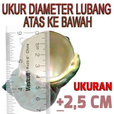 Turbo shell cangkang rumah kelomang keong umang hermit crab keong 2.5CM