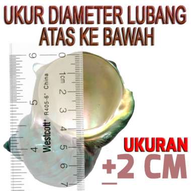 Shell cangkang rumah kelomang umang hermit crab keong hermitcrab 2CM