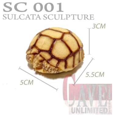 Replika patung pajangan tortoise Stigmochelys Pardalis kura kura darat BABY SULCATA