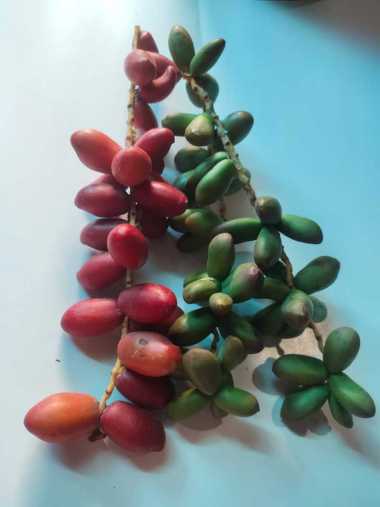 Kurma Muda Mix 2 - 500 gr Promil Fresh Mengkel Merah dan Hijau