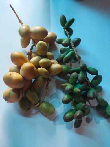 Kurma Muda Mix 2 - 500 gr Promil Fresh Mengkel Kuning dan Hijau