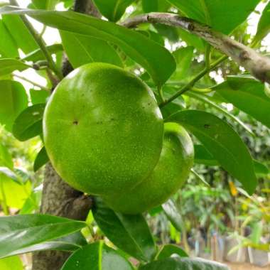 Bibit Buah Sawo Hitam Bibit Buah Black Sapote Seedling