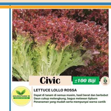 Bejo Seed Benih Lettuce Lollo Rossa Civic
