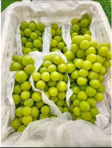 buah anggur hijau seedlees shine muscat 1 dus