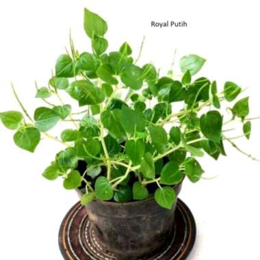 TANAMAN HERBAL DAUN SURUHAN / SIRIH CINA