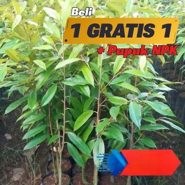 Bibit Durian Musangking Asli Cepat Berbuah | Pembibitan durian unggul okulasi | Pohon durian tabulam