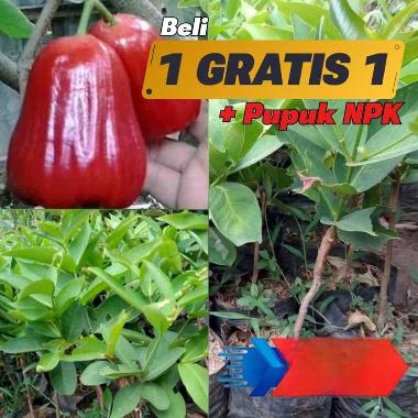 bibit Sudah berbuah jambu madu merah Grosir bibit unggul pohon okulasi cepat berbuah Belum Berbuah