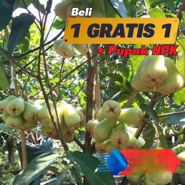 Bibit Jambu Madu Sudah Berbuah | Tanaman Okulasi tabulampot Cepat berbuah 1 GRATIS 1 (Biasa)