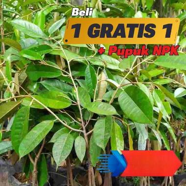 BIBIT DURIAN DURI HITAM / Oci ( Ochee )