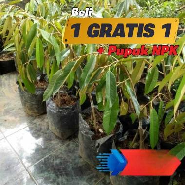 Bibit Durian musangking kaki 3