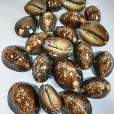 Kewuk Hitam - Kuwuk Hitam - Kerang Congkak isi 100 gram