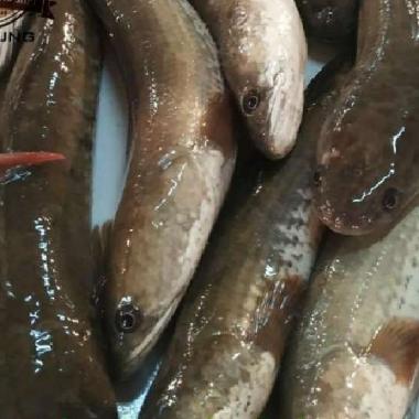 IKAN GABUS SEGAR 500gr