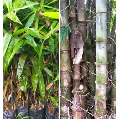 Bibit Bambu Petung Jumbo Super Kualitas