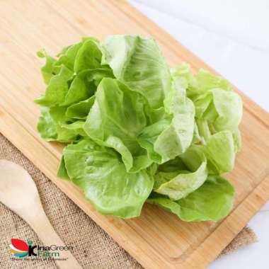 Sayur Butterhead Lettuce Organik Inagreen 250 Gram Bandung