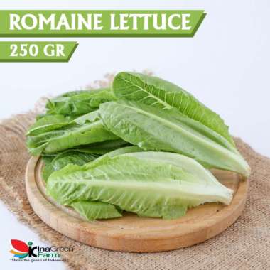 Sayur Romaine Lettuce Organik Inagreen 250 Gram Bandung