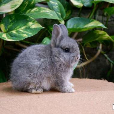 Netherland Dwarf