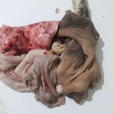 jeroan kambing babat paru usus