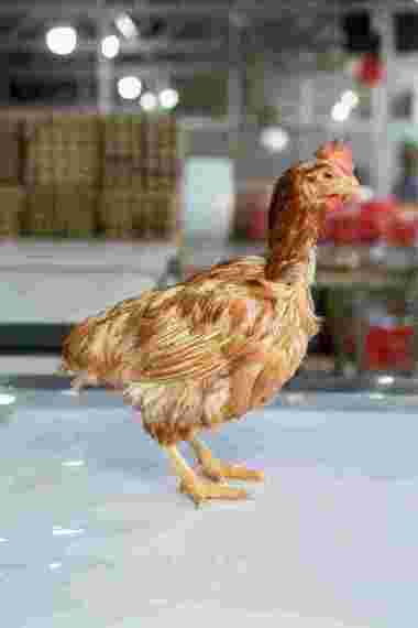 ayam merah promo berat 1.8 sd 2kg/ayam afkir/ayam layer/ayam kampung/ayam petelor/ayam tua