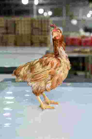 Ayam Merah ukuran 2 sd 2,2kg (medium )/ayam afkir/ayam murah/ayam petelor/ayam tua