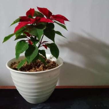 Tanaman Kastuba Merah