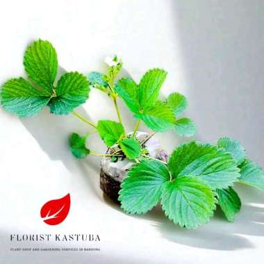 Tanaman buah Strawberry California bibit