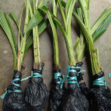 bibit anggrek tanah pink