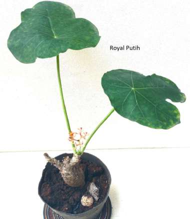 TANAMAN JARAK BALI / JARAK BOTOL / BUDDHA BELLY