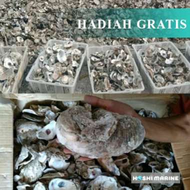 Cangkang Kerang Oyster Shell Media Filter Kolam Koi Kulit Kerang 5 kg 3 kg